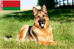 Lee más sobre el artículo Criadores de perros pastores y cachorros en Bielorrusia