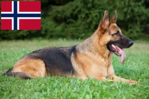 Lee más sobre el artículo Criadores de perros pastores y cachorros en Noruega