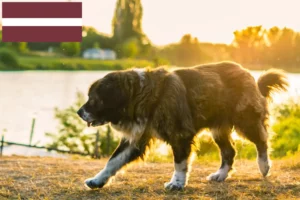 Lee más sobre el artículo Criador de Perros Pastor del Cáucaso y Cachorros en Letonia