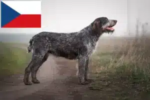 Lee más sobre el artículo Criadores y cachorros de pelo duro alemán en la República Checa