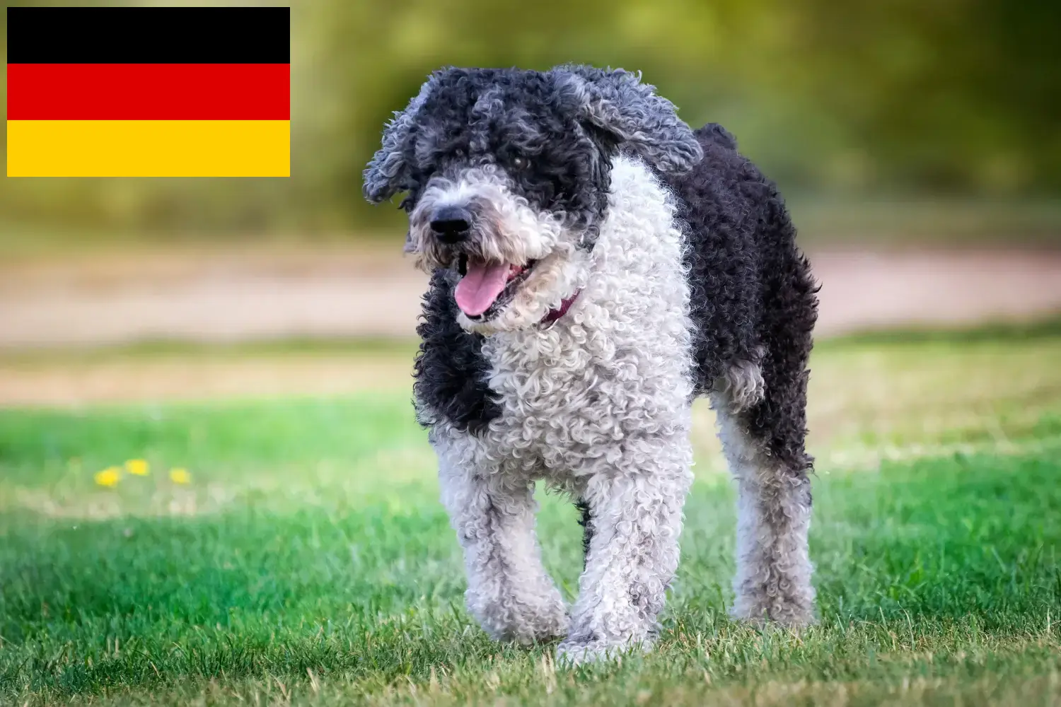 Lee más sobre el artículo Perro de Agua Español criadores y cachorros en Alemania