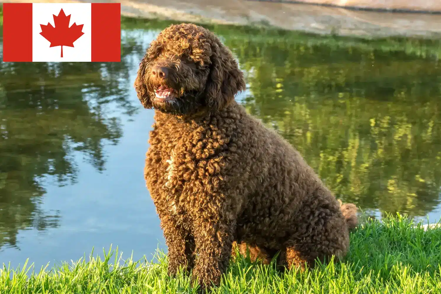 Lee más sobre el artículo Perro de Agua Español criadores y cachorros en Canadá