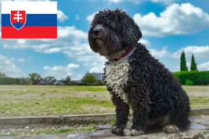 Lee más sobre el artículo Perro de Agua Español criadores y cachorros en Eslovaquia