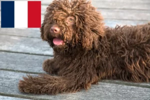 Lee más sobre el artículo Perro de Agua Español criadores y cachorros en Francia