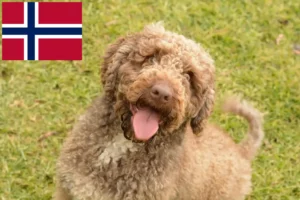 Lee más sobre el artículo Perro de Agua Español criadores y cachorros en Noruega