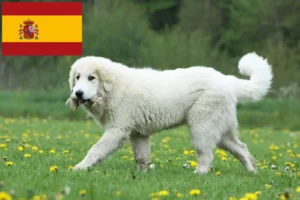 Lee más sobre el artículo Criadores y cachorros de Perro de Montaña de los Pirineos en España