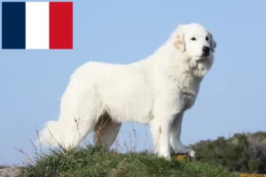 Lee más sobre el artículo Criadores de Perros de Montaña de los Pirineos y cachorros en Francia