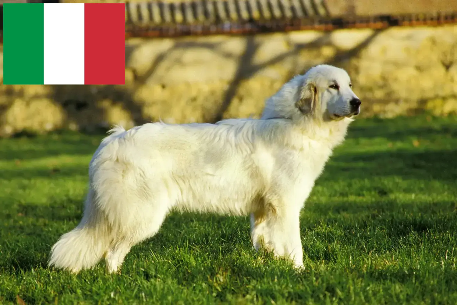 Lee más sobre el artículo Criadores de Perros de Montaña de los Pirineos y cachorros en Italia