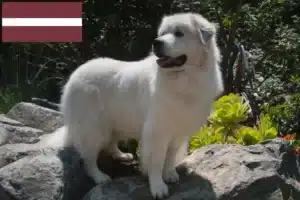 Lee más sobre el artículo Criador de Perros de Montaña de los Pirineos y Cachorros en Letonia