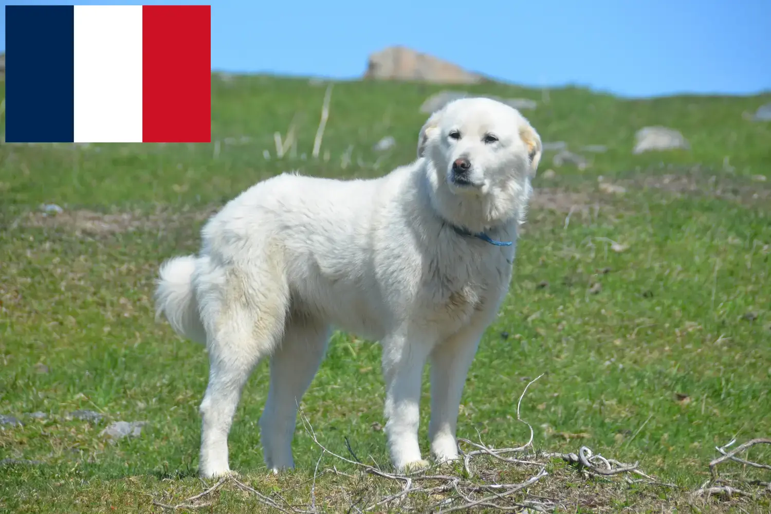 Lee más sobre el artículo Criadores de Perros de Montaña de los Pirineos y cachorros en Reunión