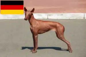 Lee más sobre el artículo Criador de Perros Peruanos sin Pelo y Cachorros en Alemania