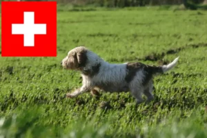 Lee más sobre el artículo Petit Basset Griffon Vendéen criadores y cachorros en Suiza