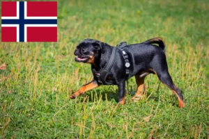 Lee más sobre el artículo Petit Brabançon criadores y cachorros en Noruega