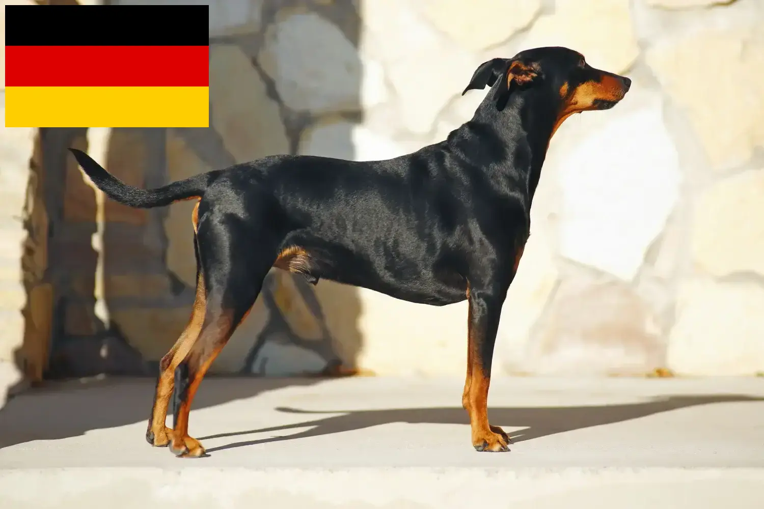 Lee más sobre el artículo Criadores de Pinscher alemán y cachorros en Alemania