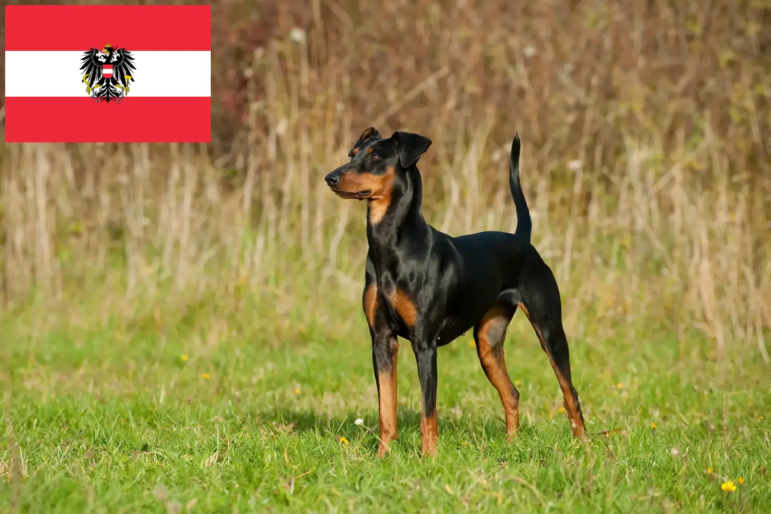 Lee más sobre el artículo Criadores de Pinscher alemán y cachorros en Austria