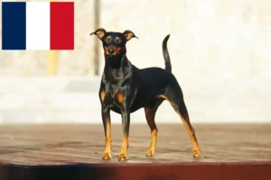 Lee más sobre el artículo Criadores de Pinscher alemán y cachorros en Francia