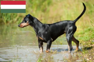 Lee más sobre el artículo Criador de Pinscher alemán y cachorros en Hungría