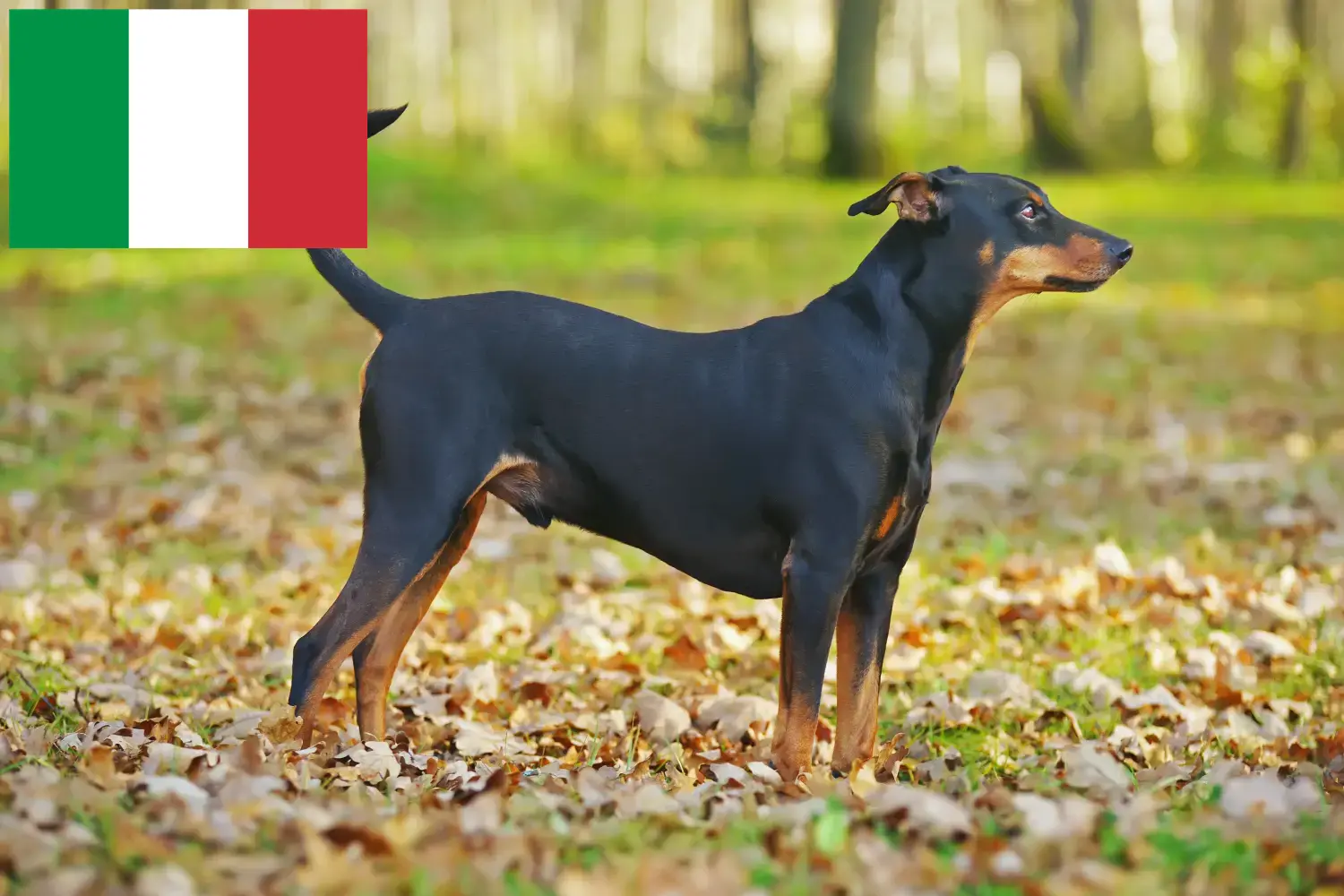 Lee más sobre el artículo Pinscher alemán criador y cachorros en Italia