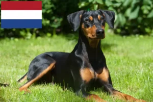 Lee más sobre el artículo Criadores de Pinscher alemán y cachorros en los Países Bajos