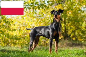 Lee más sobre el artículo Criador de Pinscher alemán y cachorros en Polonia