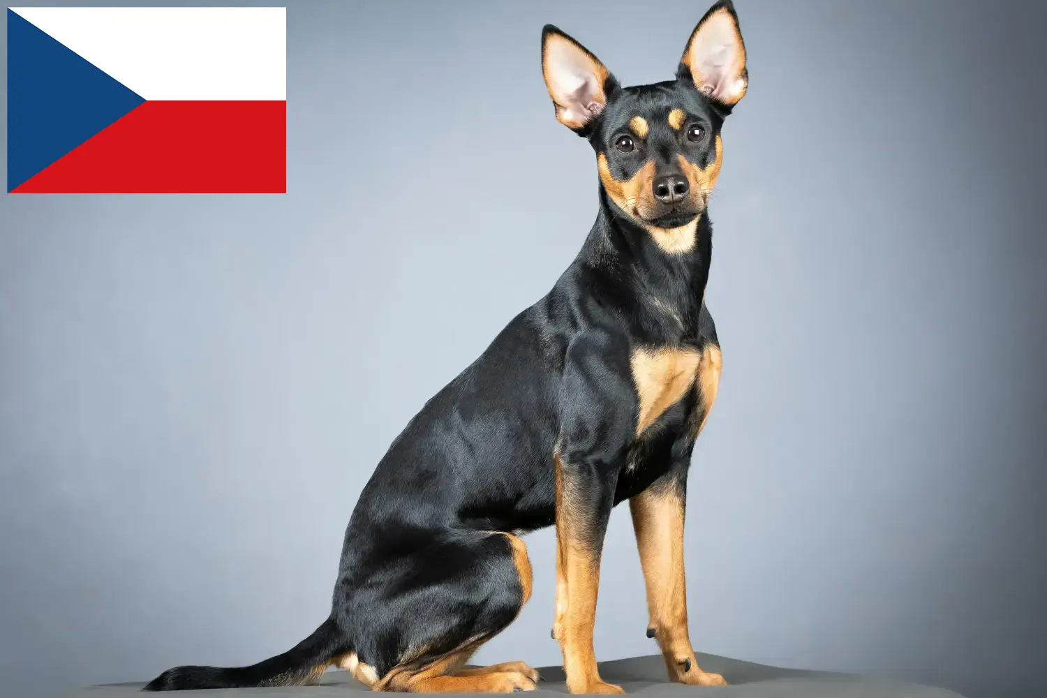 Lee más sobre el artículo Criadores y cachorros de Pinscher alemán en la República Checa