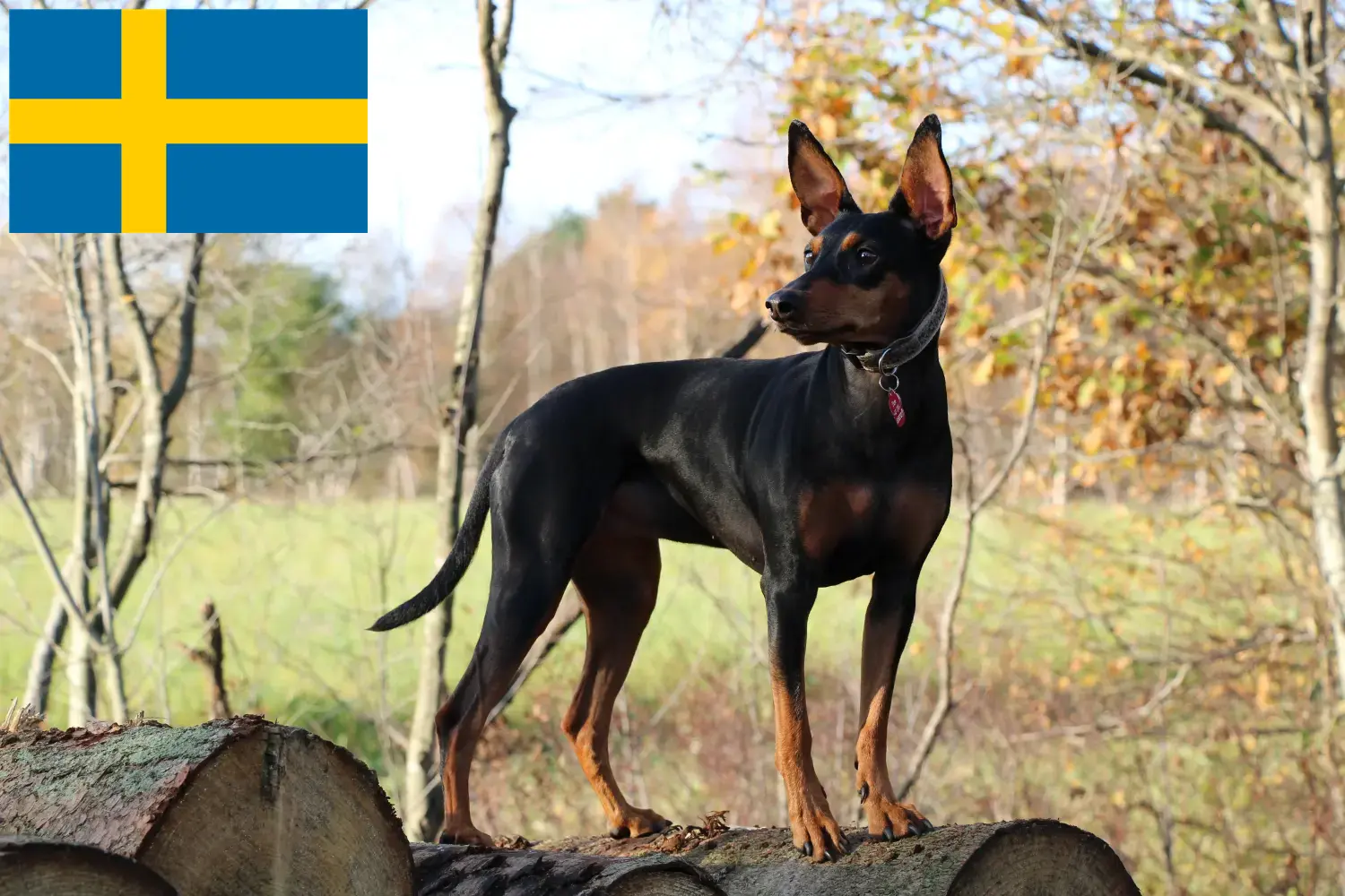 Lee más sobre el artículo Criador de Pinscher alemán y cachorros en Suecia