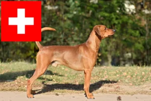 Lee más sobre el artículo Criadores de Pinscher alemán y cachorros en Suiza