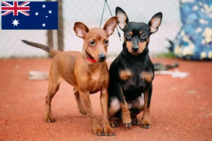 Lee más sobre el artículo Criadores de Pinscher miniatura y cachorros en Australia