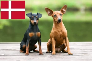 Lee más sobre el artículo Criadores de Pinscher miniatura y cachorros en Dinamarca