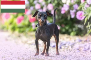 Lee más sobre el artículo Criadores de Pinscher miniatura y cachorros en Hungría