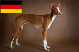 Lee más sobre el artículo Podenco criadores y cachorros en Alemania