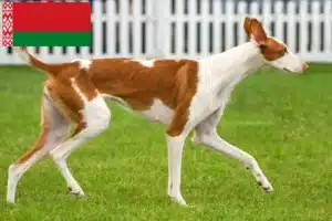 Lee más sobre el artículo Criadores de Podenco y cachorros en Bielorrusia