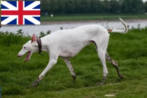 Lee más sobre el artículo Criadores de Podenco y cachorros en Gran Bretaña