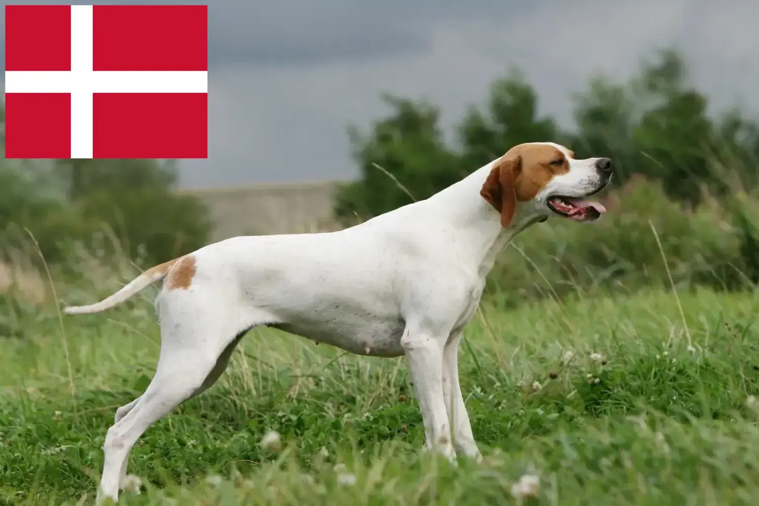 Lee más sobre el artículo Criadores de Pointer inglés y cachorros en Dinamarca