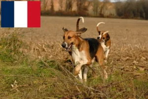 Lee más sobre el artículo Criadores y cachorros de Poitevin en Francia
