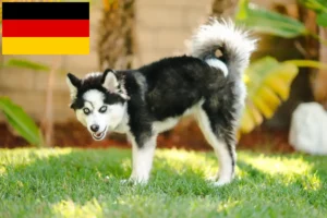 Lee más sobre el artículo Criadores de pomsky y cachorros en Alemania