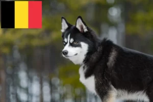 Lee más sobre el artículo Criadores de pomsky y cachorros en Bélgica