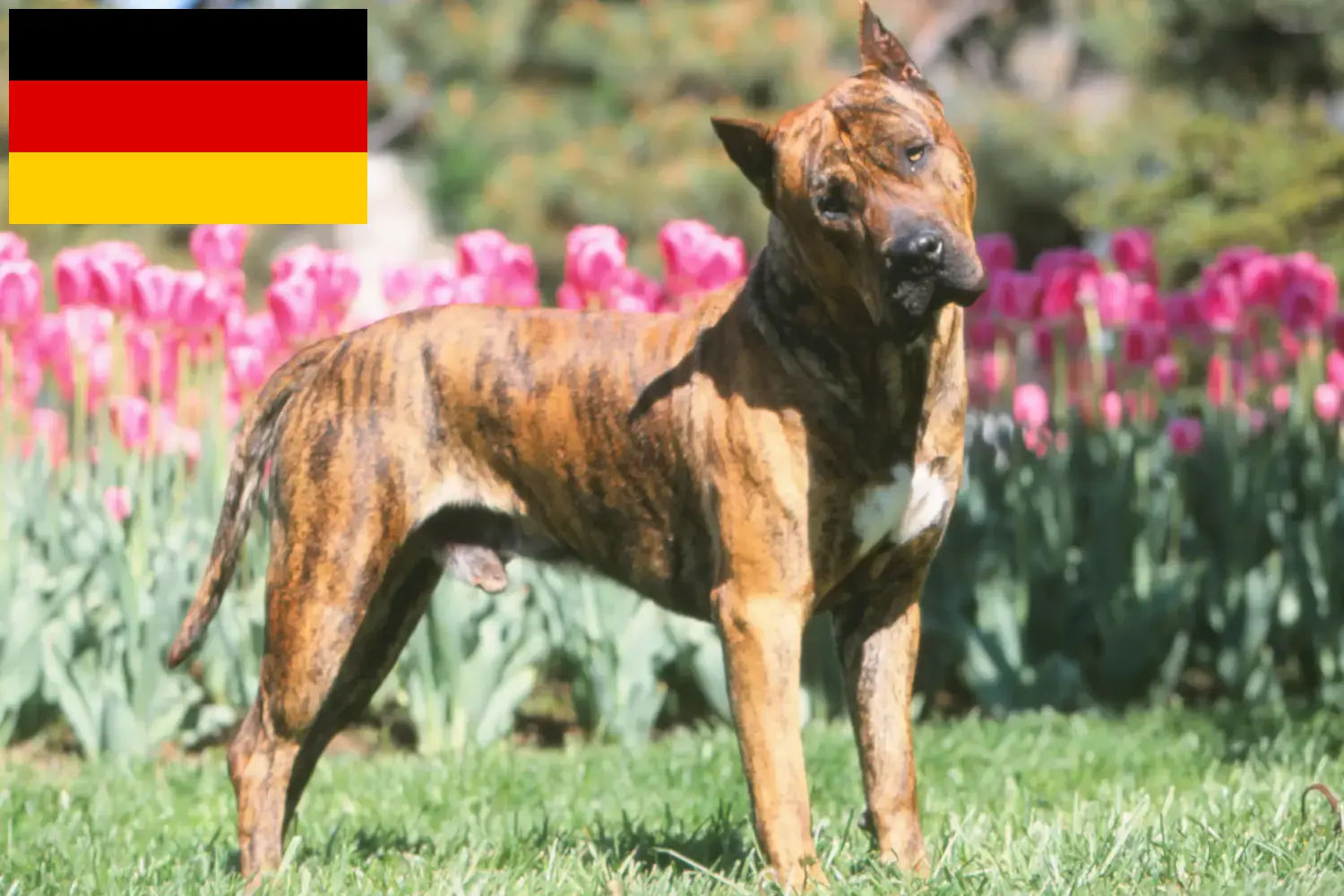 Lee más sobre el artículo Criadores de Presa Canario y cachorros en Alemania