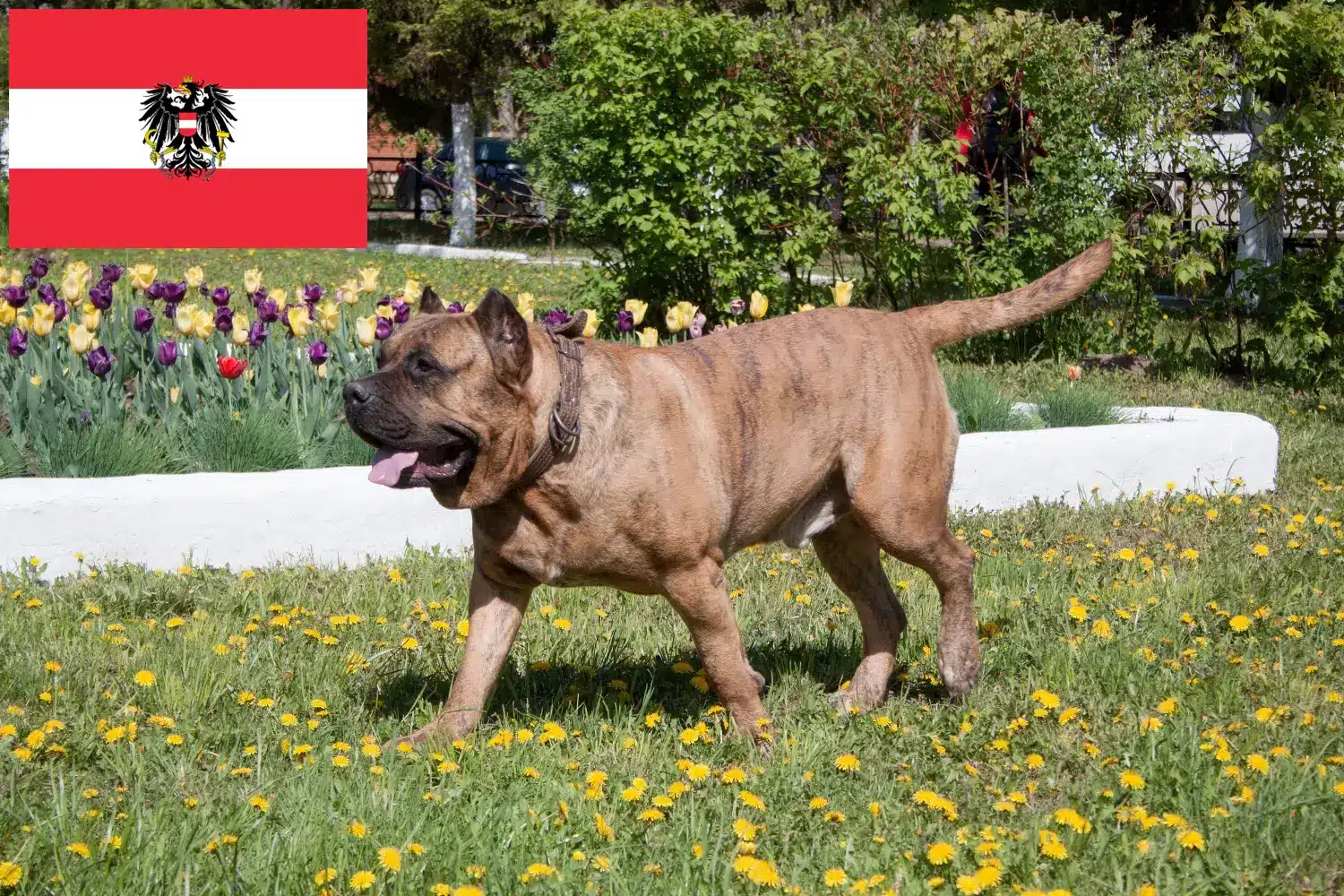 Lee más sobre el artículo Criadores de Presa Canario y cachorros en Austria