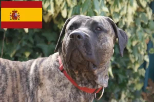 Lee más sobre el artículo Criadores de Presa Canario y cachorros en España