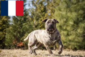 Lee más sobre el artículo Criadores de Presa Canario y cachorros en Francia