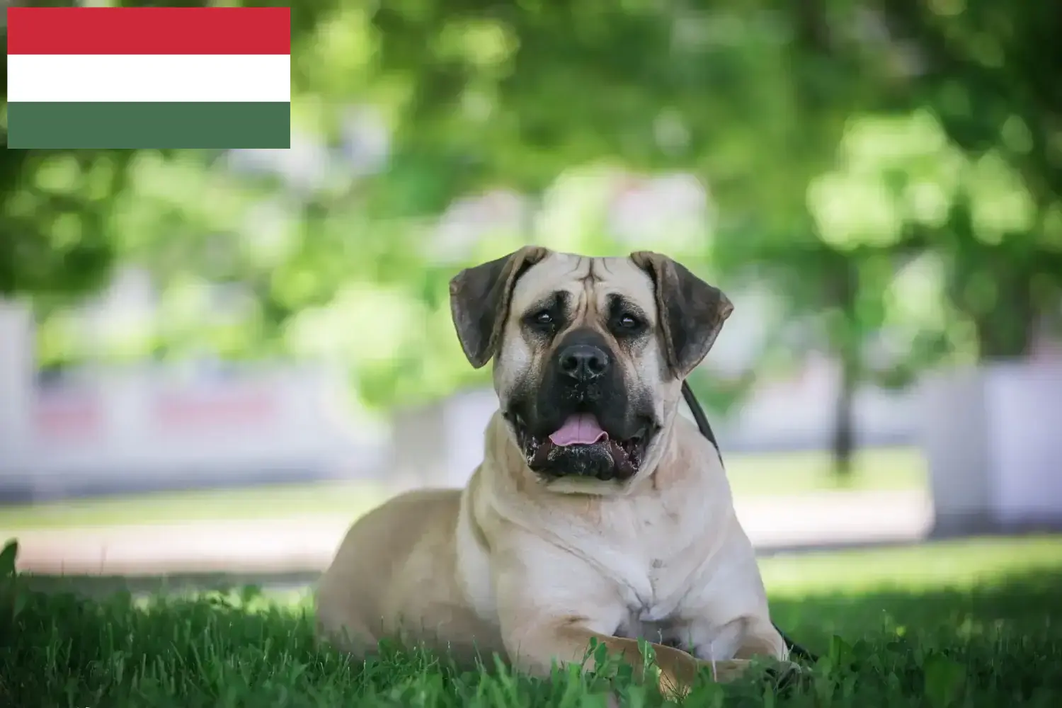 Lee más sobre el artículo Criadores de Presa Canario y cachorros en Hungría