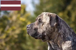 Lee más sobre el artículo Criadores de Presa Canario y cachorros en Letonia