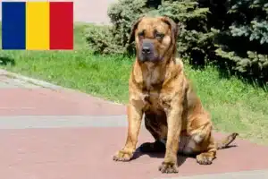 Lee más sobre el artículo Criadores de Presa Canario y cachorros en Rumanía