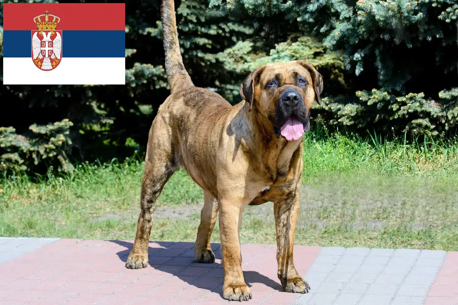 Lee más sobre el artículo Criadores de Presa Canario y cachorros en Serbia