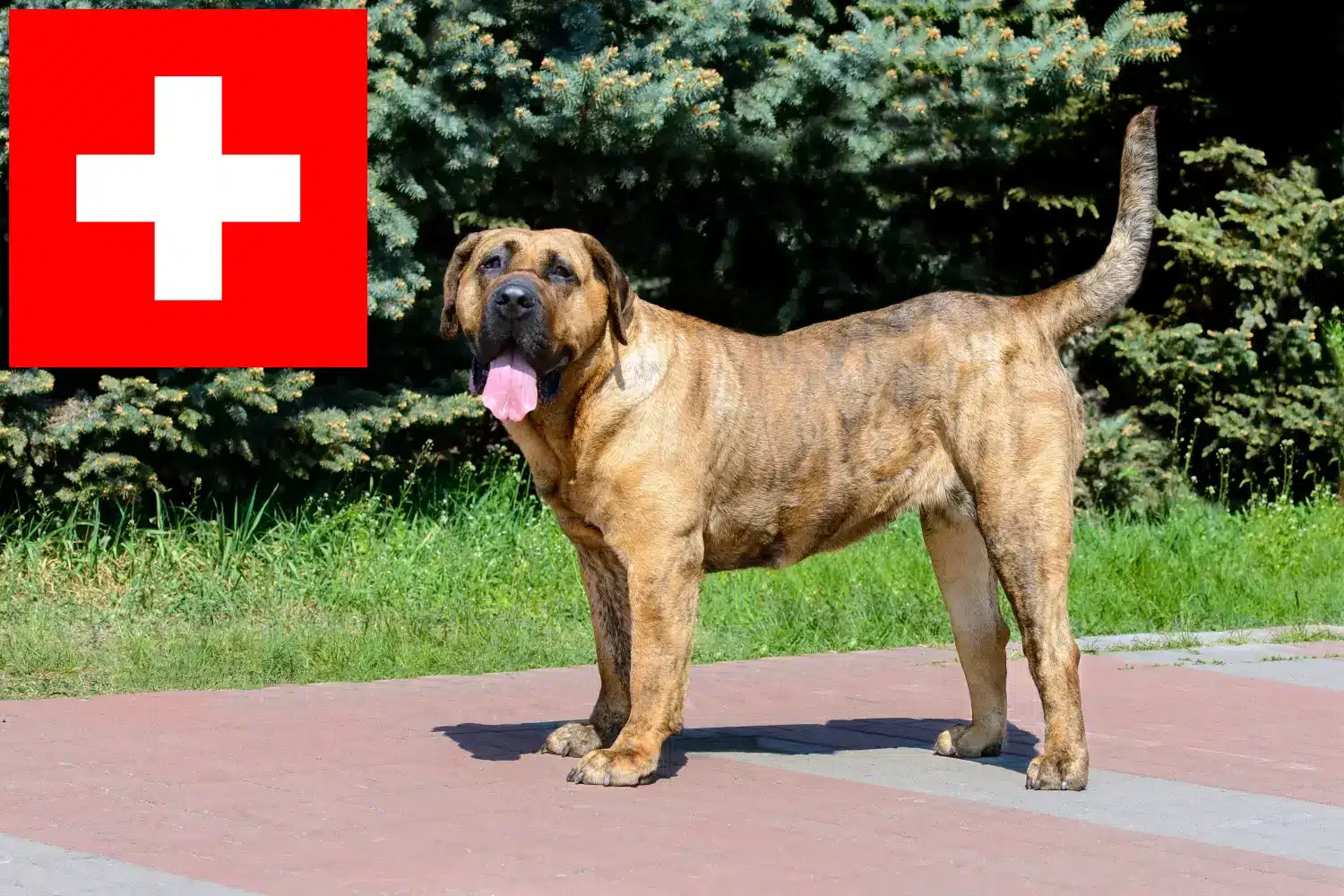 Lee más sobre el artículo Criadores de Presa Canario y cachorros en Suiza