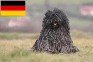 Lee más sobre el artículo Criadores de Puli y cachorros en Alemania