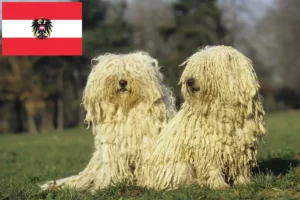 Lee más sobre el artículo Criadores de Puli y cachorros en Austria