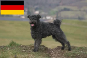 Lee más sobre el artículo Criadores y cachorros de Pumi en Alemania