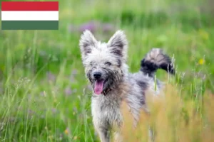 Lee más sobre el artículo Criadores de Pumi y cachorros en Hungría
